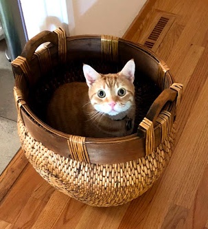 Cat sitting in a woven willow basket. The basket is empty, for the moment. 
