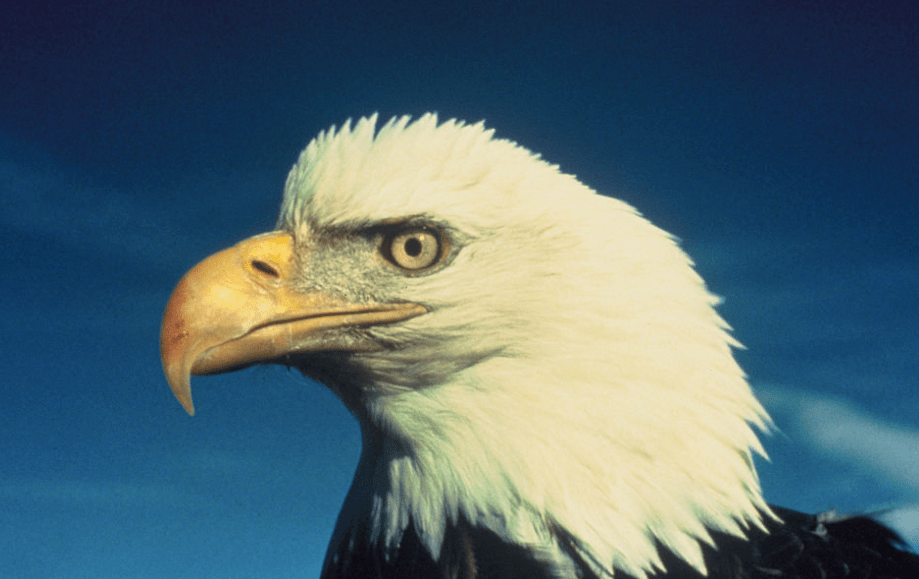 Portrait of an American bald eagle against a blue sky