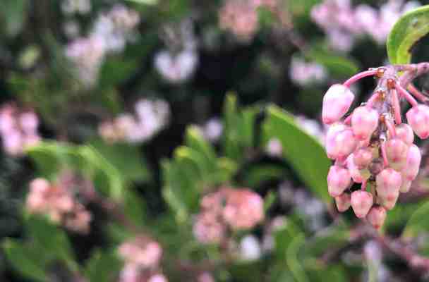 pink flowers on a green bush