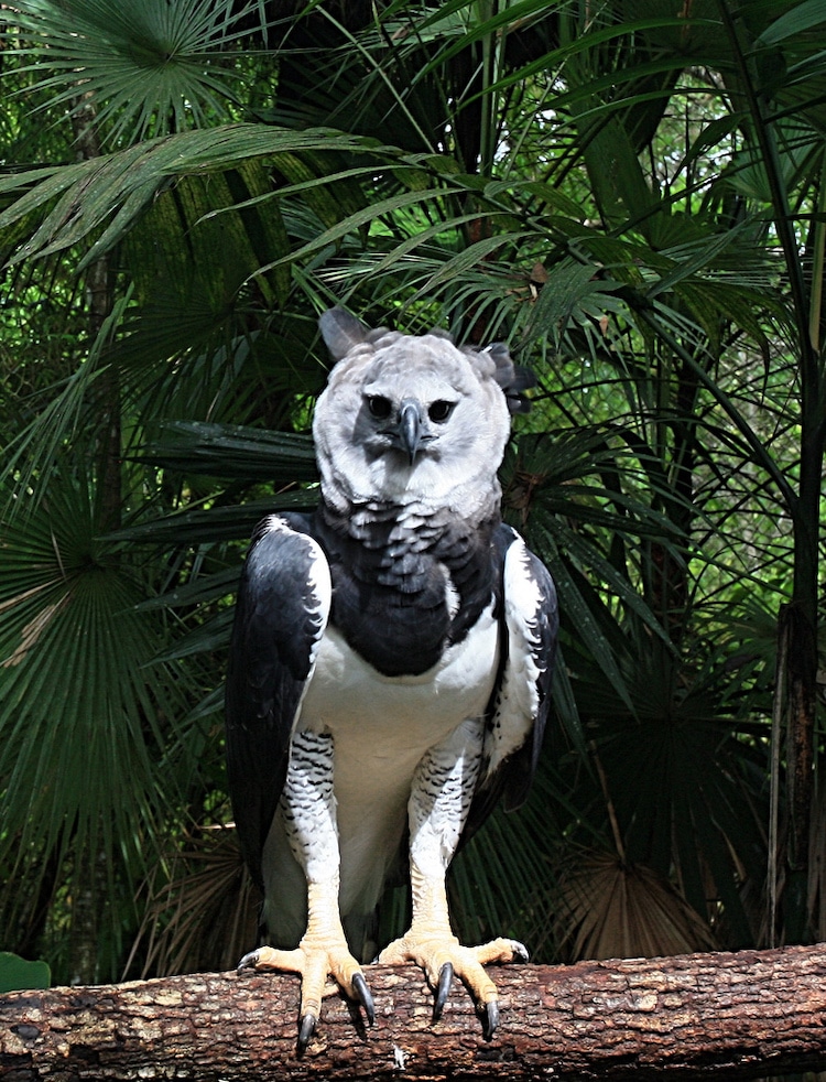 Full length portrait of a harpy eagle 