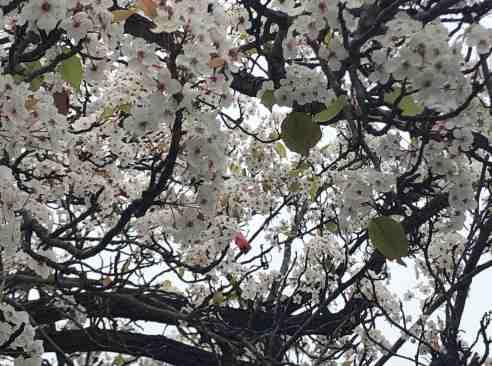 white flowers on a tree