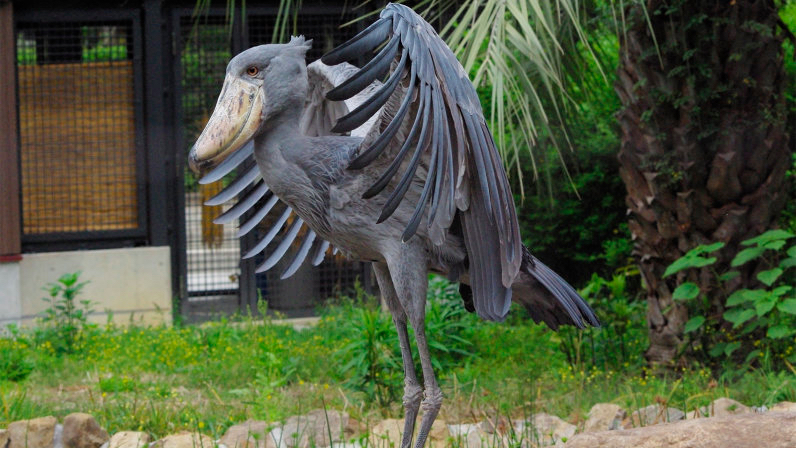 Shoebill stork with wings spread