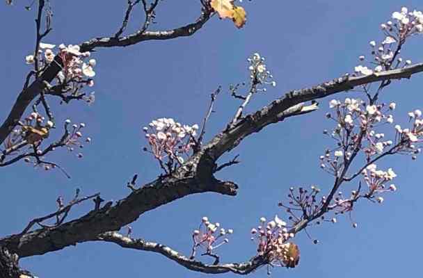 white blossoms on a tree branch against a bright blue sky