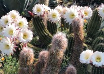Barrel shaped cactus plant with giant cluster of white flowers with a yellow center.