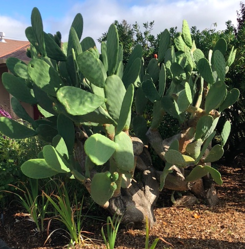 Prickly pear cactus of exceptional size