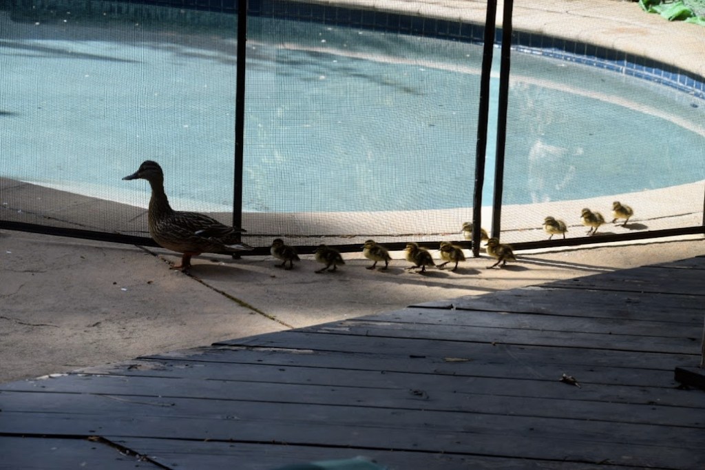 Mama Duck and her ten little ducklings waddle in a line around the perimeter of our backyard.