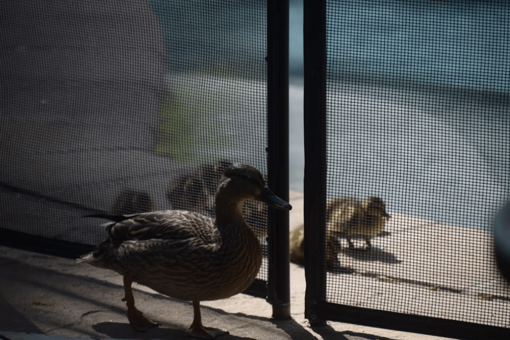 Mama Duck walks along the outside of a pool fence. A team of baby ducks are grouped on the sidewalk inside the fence near her. 