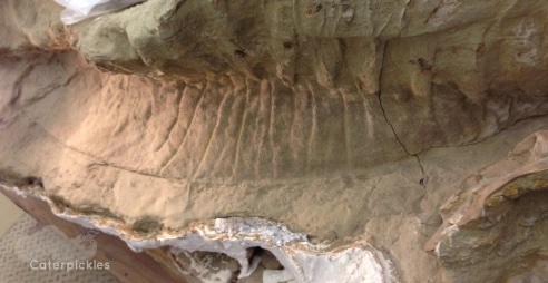 Brown stone containing a ripply patch of fossilized dinosaur skin. 