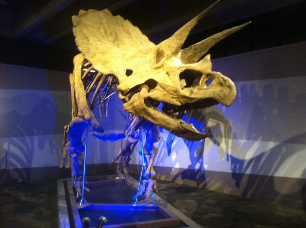 A photo of a dramatically lit triceratops skeleton.