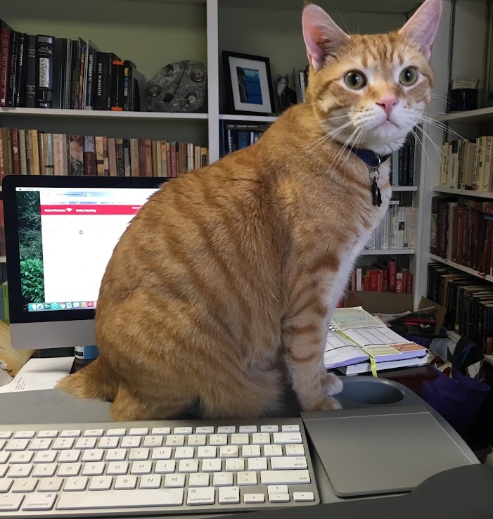 Orange cat sitting on top of my desk in between my keyboard and my computer. Blocking the screen, of course, because he's the cattiest cat who ever did cat. 