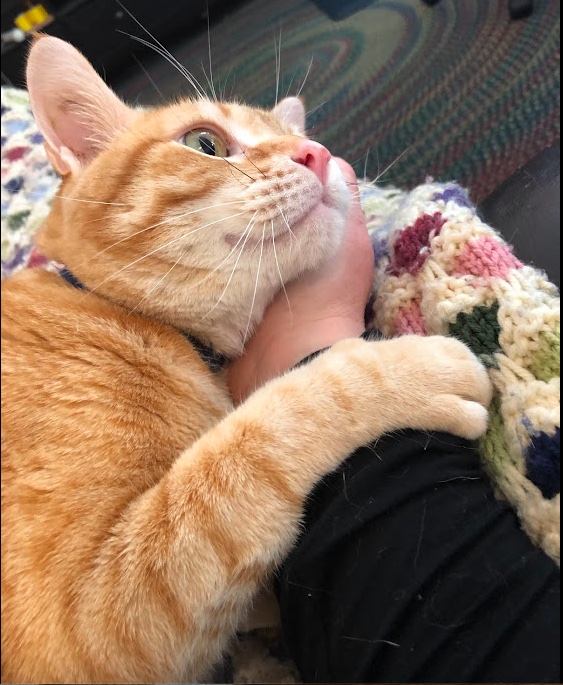 Orange cat hugging my arm while I scratch under his ear. 