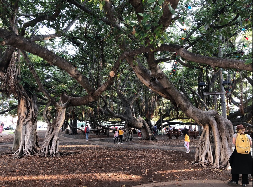 Image shows leafy green banyan tree in Lahaina in December 2021. 