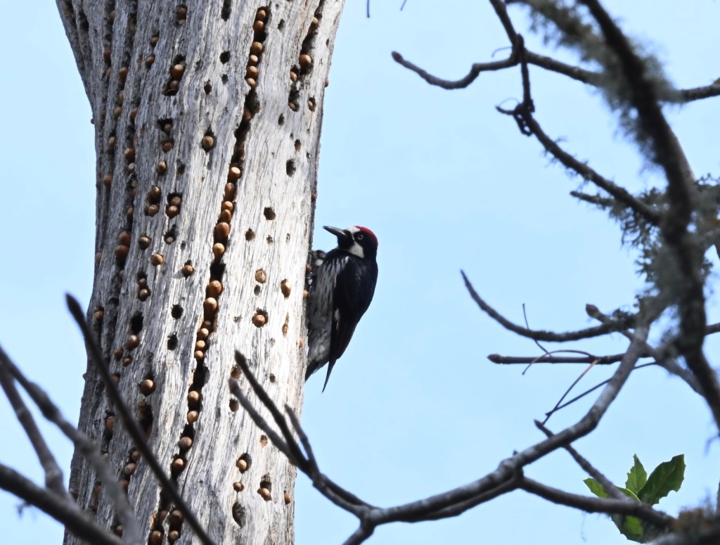 The image shows the same pair of acorn woodpeckers. The one in back is inserting the nut into the tree, so its head is just visible as a bit of a blur. The close bird, however, is stopped, giving us a good look at the black and white patches on its face, its yellow eyes, the red patch on the top of its head, its black wings, and the black streaks running down its breast. 