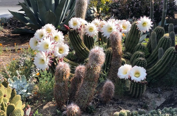 image shows a cactus garden. it was taken in the springtime so one of the cactus clusters is topped with lots of large white daisy like flowers. it's beautiful and surprising.