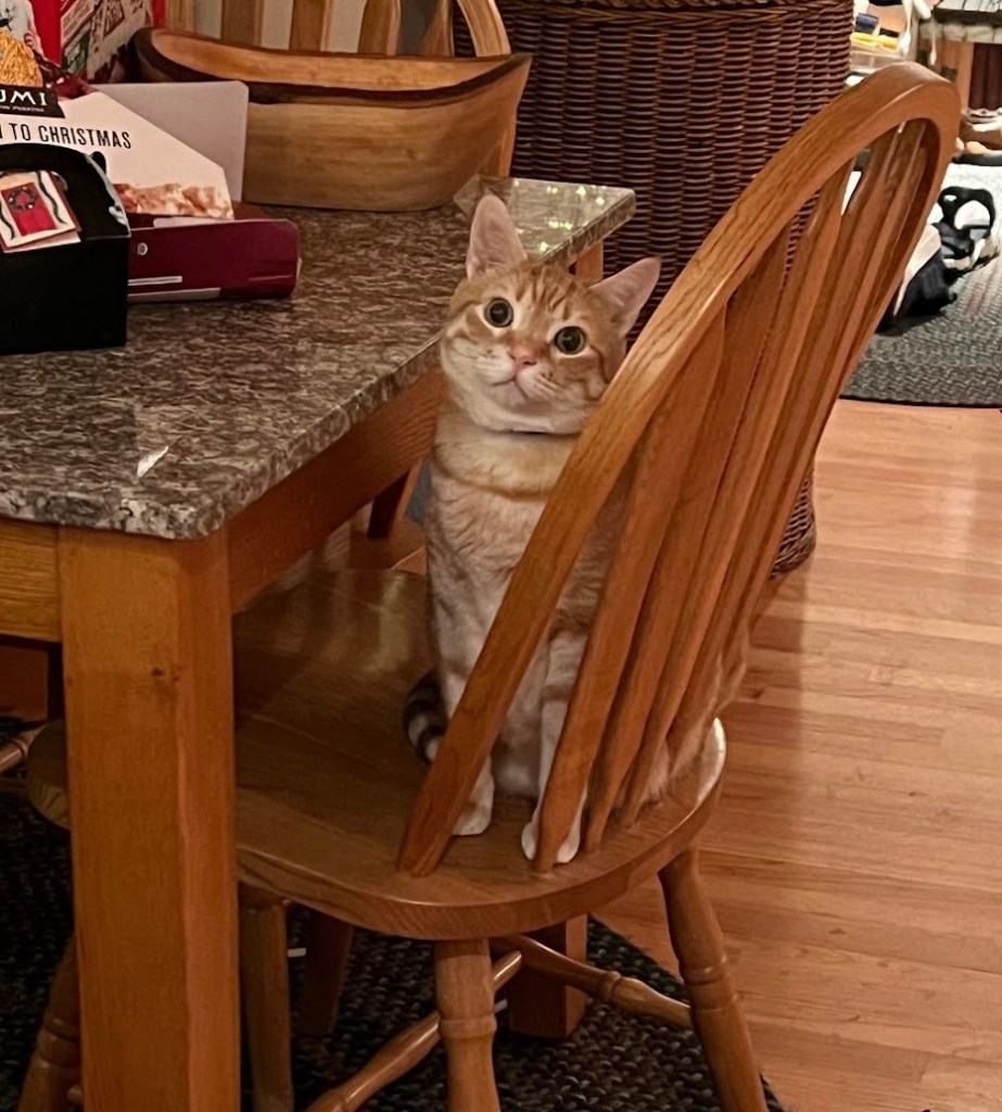 An adorable cat sits in a chair at the kitchen table. He is looking at the camera with his head tilted to one side as if to inviting the viewer to pull up a chair and join him for lunch. 
