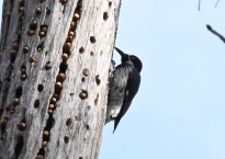 image shows a black and white bird with yellow eyes clinging to a grey tree. The tree is barkless, and its surface is dotted with acorns embedded into it in holes that are placed in a series of slightly slanted, but mostly vertical lines.