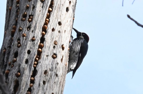 image shows a black and white bird with yellow eyes clinging to a grey tree. The tree is barkless, and its surface is dotted with acorns embedded into it in holes that are placed in a series of slightly slanted, but mostly vertical lines.