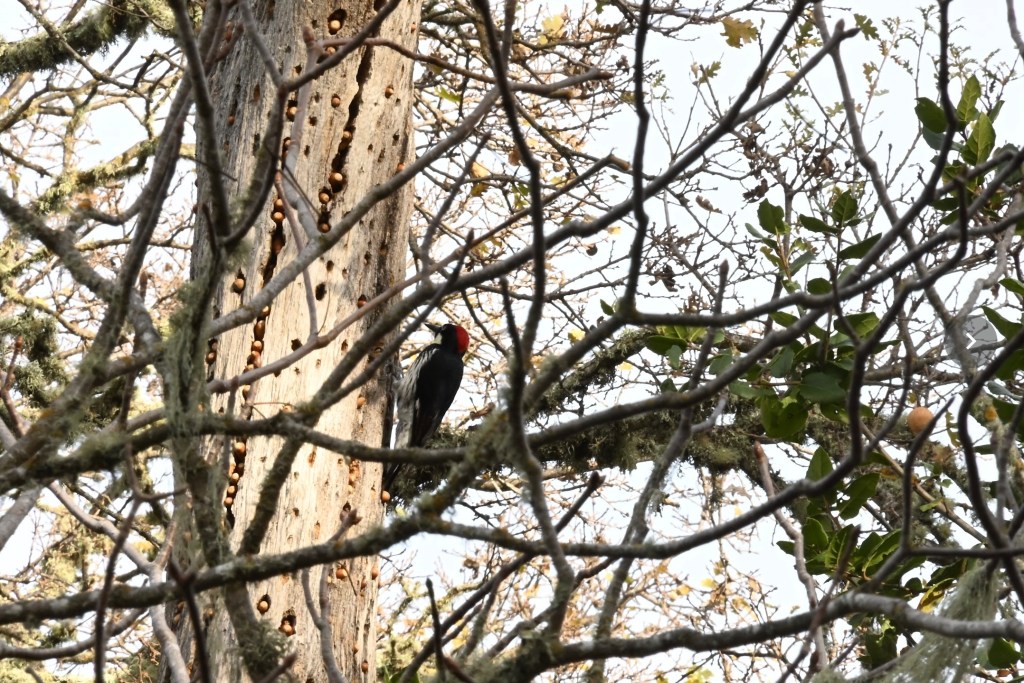 The image shows a single woodpecker clinging to the dead branch of an otherwise leafy tree. Its back is to us so we can see its red cap, a few black streaks on its side, and black back. 